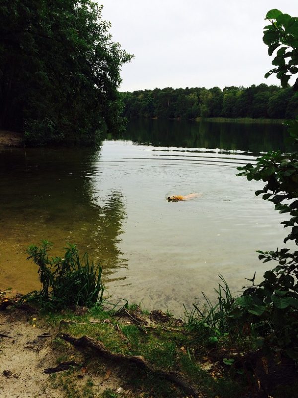 Krumme Lanke Brot und Lyrik